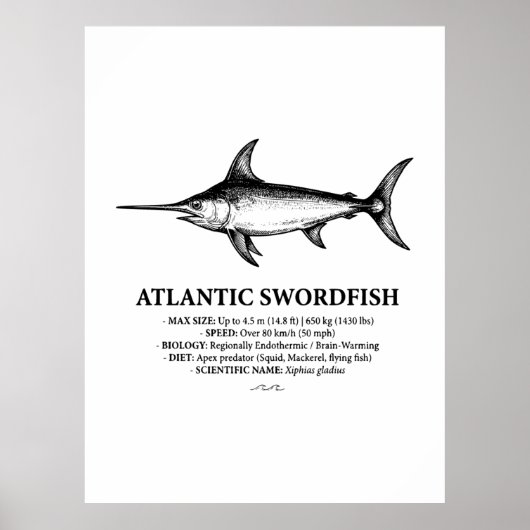 Atlantic Swordfish Scientific Illustration  Poster (Vorne)
