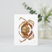 "ATLANTIC TIEF MEA CRAB" MEERESWELT POSTCARD POSTKARTE (Stehend Vorderseite)