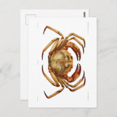 "ATLANTIC TIEF MEA CRAB" MEERESWELT POSTCARD POSTKARTE (Vorne/Hinten)