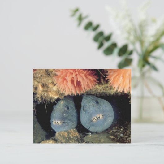 Atlantic Wolffish Postkarte (Stehend Vorderseite)