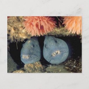 Atlantic Wolffish Postkarte