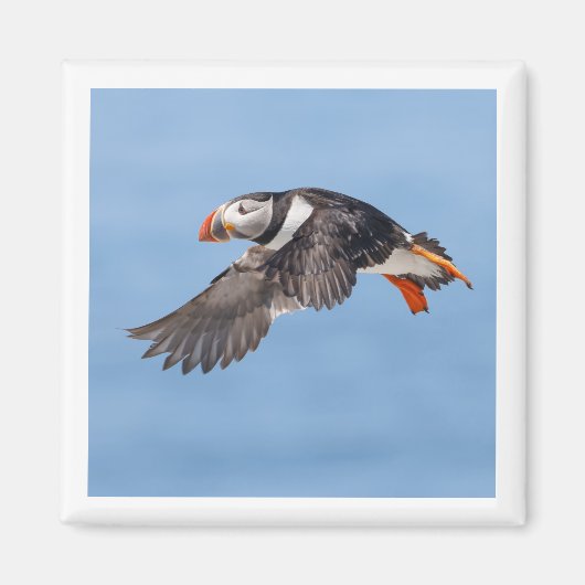 Atlantik-Papageientaucher 2x2 Magnet (Vorne)