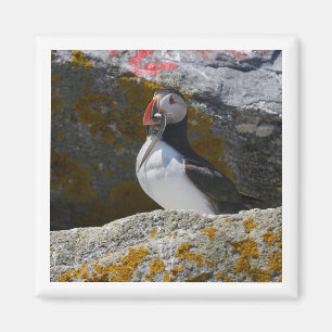 Atlantik-Papageientaucher mit Fisch 2x2 Magnet