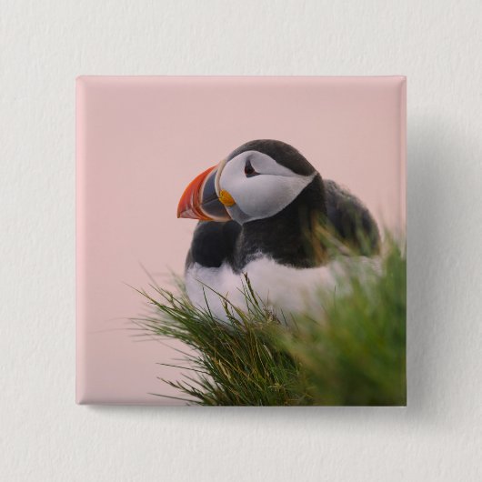 Atlantik-Puffin (Fatercula arctica) 6 Button (Vorderseite)