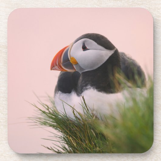 Atlantik-Puffin (Fatercula arctica) 6 Untersetzer (Vorderseite)