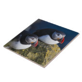Atlantik-Puffin (Fratercula arctica) 7 Fliese (Seite)