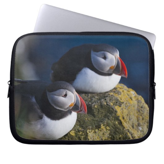 Atlantik-Puffin (Fratercula arctica) 7 Laptopschutzhülle (Vorderseite)