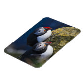 Atlantik-Puffin (Fratercula arctica) 7 Magnet (Linke Seite)