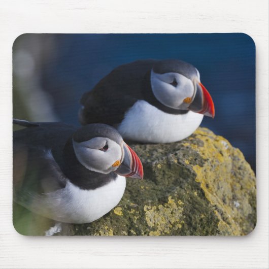 Atlantik-Puffin (Fratercula arctica) 7 Mousepad (Vorne)