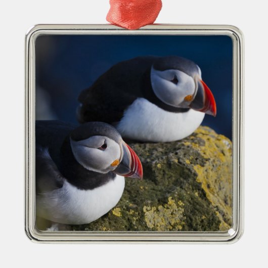 Atlantik-Puffin (Fratercula arctica) 7 Ornament Aus Metall (Vorne)