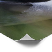 Atlantik-Puffin (Fratercula arctica) 7 Poster (Ecke)