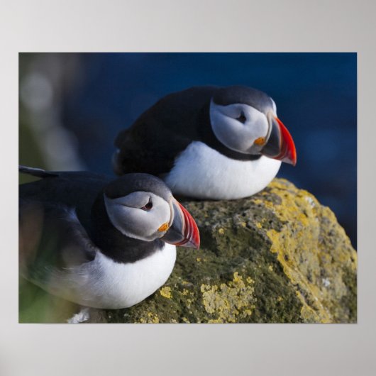 Atlantik-Puffin (Fratercula arctica) 7 Poster (Vorne)