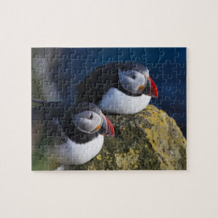 Atlantik-Puffin (Fratercula arctica) 7 Puzzle