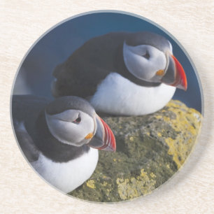 Atlantik-Puffin (Fratercula arctica) 7 Sandstein Untersetzer
