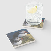Atlantik-Puffin (Fratercula arctica) 7 Steinuntersetzer (Seitenansicht)