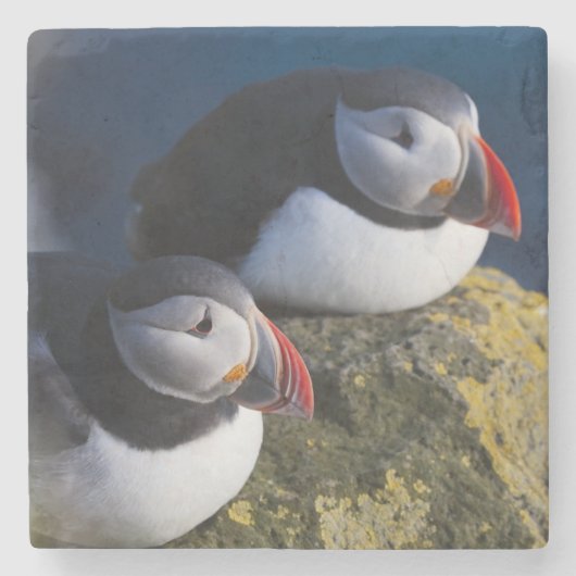 Atlantik-Puffin (Fratercula arctica) 7 Steinuntersetzer (Vorderseite)