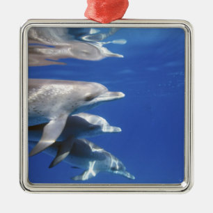 Atlantische gefleckte Delfine. Bimini, Bahamas Silbernes Ornament