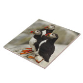 Atlantische Puffen auf der Insel Machias Siegel Fliese (Seite)