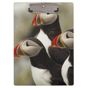 Atlantische Puffen auf der Insel Machias Siegel Klemmbrett