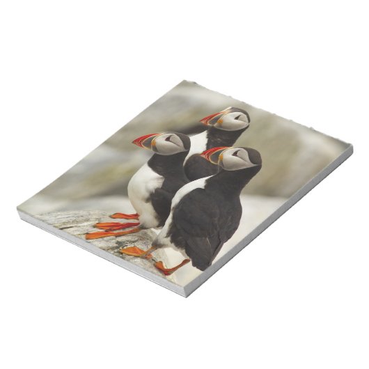 Atlantische Puffen auf der Insel Machias Siegel Notizblock (Rotiert)