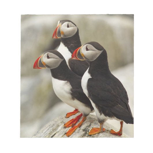 Atlantische Puffen auf der Insel Machias Siegel Notizblock (Vorderseite)