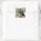 Atlantische Puffen auf der Insel Machias Siegel Quadratischer Aufkleber (Tasche)