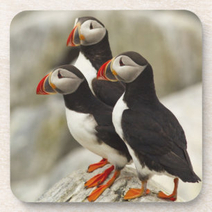 Atlantische Puffen auf der Insel Machias Siegel Untersetzer