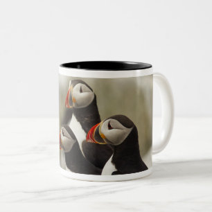 Atlantische Puffen auf der Insel Machias Siegel Zweifarbige Tasse