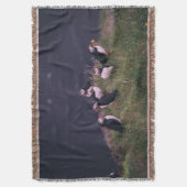 Atlantische Puffen Decke (Vorderseite Vertikal)