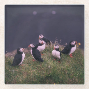 Atlantische Puffen Glasuntersetzer