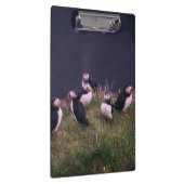 Atlantische Puffen Klemmbrett (Rechts)