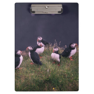 Atlantische Puffen Klemmbrett