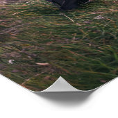 Atlantische Puffen Poster (Ecke)