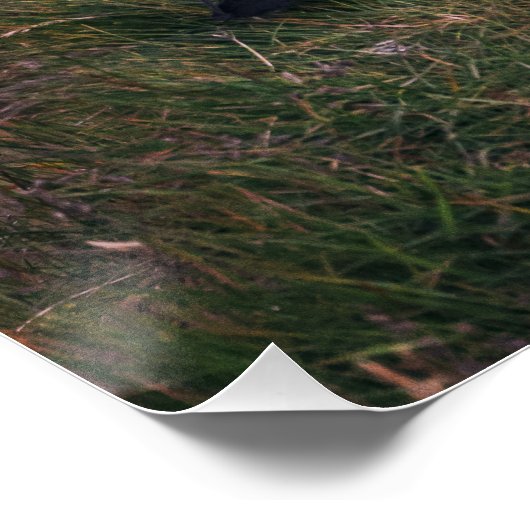 Atlantische Puffen Poster (Ecke)