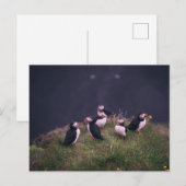 Atlantische Puffen Postkarte (Vorne/Hinten)