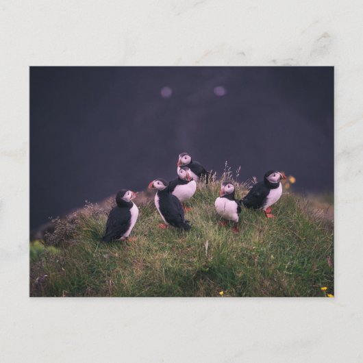 Atlantische Puffen Postkarte (Vorderseite)