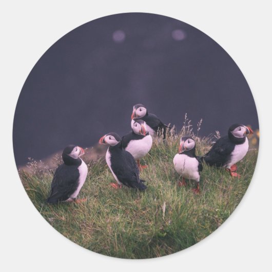 Atlantische Puffen Runder Aufkleber (Vorderseite)
