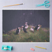 Atlantische Puffen Seidenpapier (Basteln)
