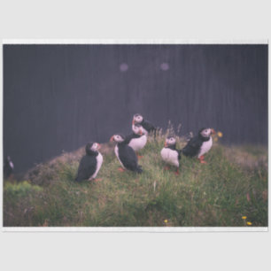 Atlantische Puffen Seidenpapier