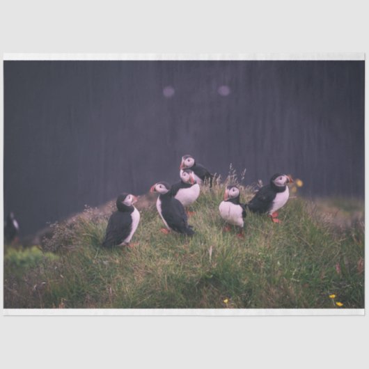 Atlantische Puffen Seidenpapier (Vorderseite)