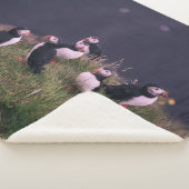 Atlantische Puffen Sherpadecke (3/4)