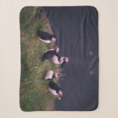 Atlantische Puffen Sherpadecke (Vorderseite)