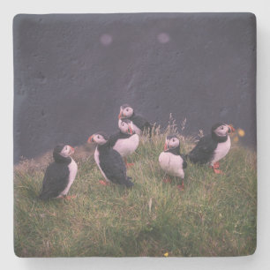 Atlantische Puffen Steinuntersetzer