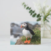 Atlantische Pufferung in der Zucht abstürzen Postkarte (Stehend Vorderseite)