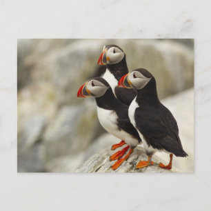 Atlantische Puffins auf Machias Siegel-Insel weg Postkarte