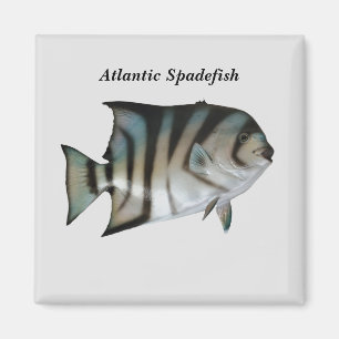 Atlantische Spinne Magnet