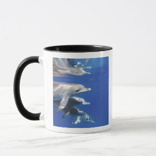 Atlantische Tüpfeldelfine. Bimini, Bahamas Tasse
