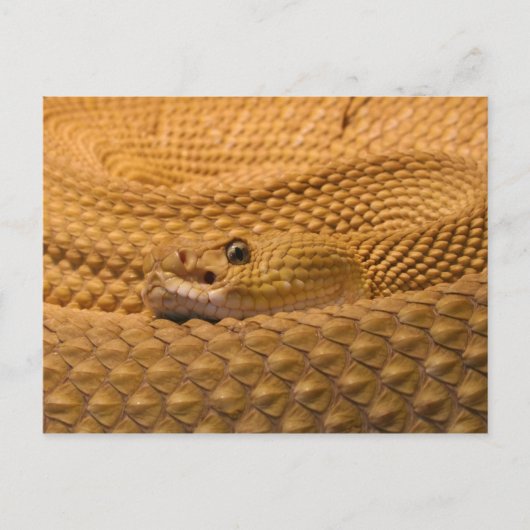 Atlantische Westküste Postkarte (Vorderseite)