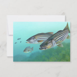 Atlantischer Bassfisch Morone Saxatilis