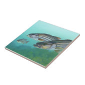 Atlantischer Bassfisch Morone Saxatilis Fliese (Seite)